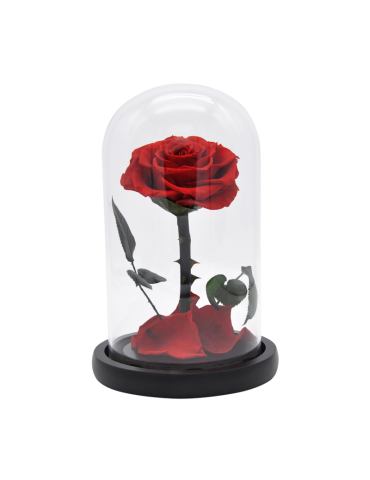 Rose éternelle sous cloche